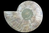 Agatized Ammonite Fossil (Half) - Crystal Chambers #88242-1